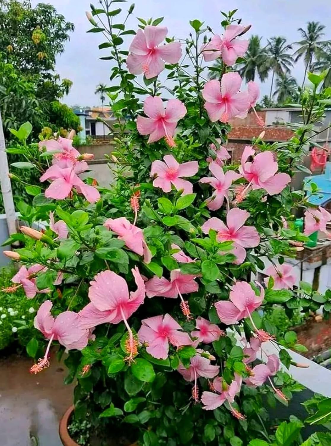 Pink hibiscus live plant with flower, 1-2 Feet Height, Indoor Flowering Plant, Full Sun, Year Round Blooming (Pack of 1) - Seeds Ville