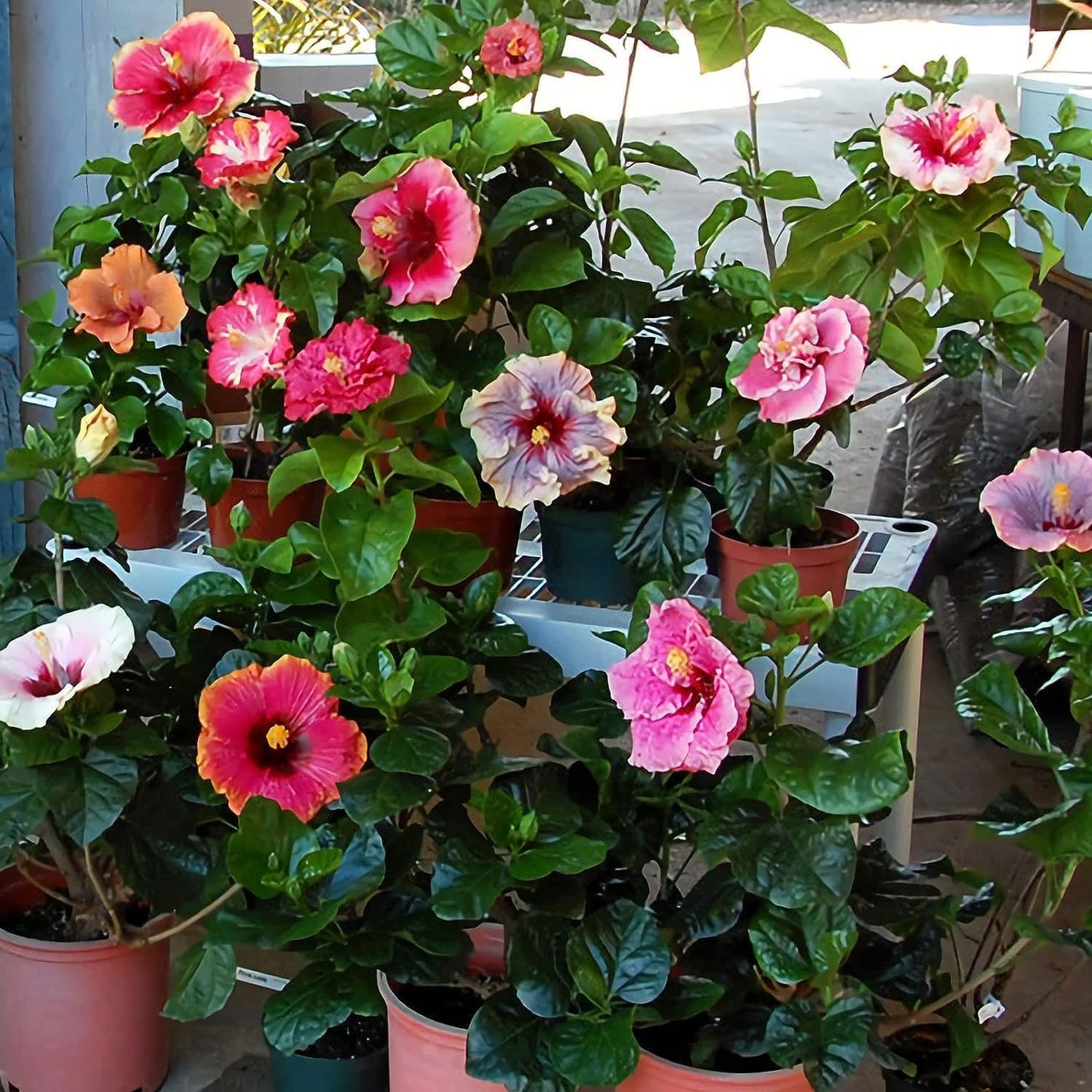 55+ SEEDS- Hibiscus Mix Flower Seeds For Planting Perennial- Low Maintenance Plant Seeds