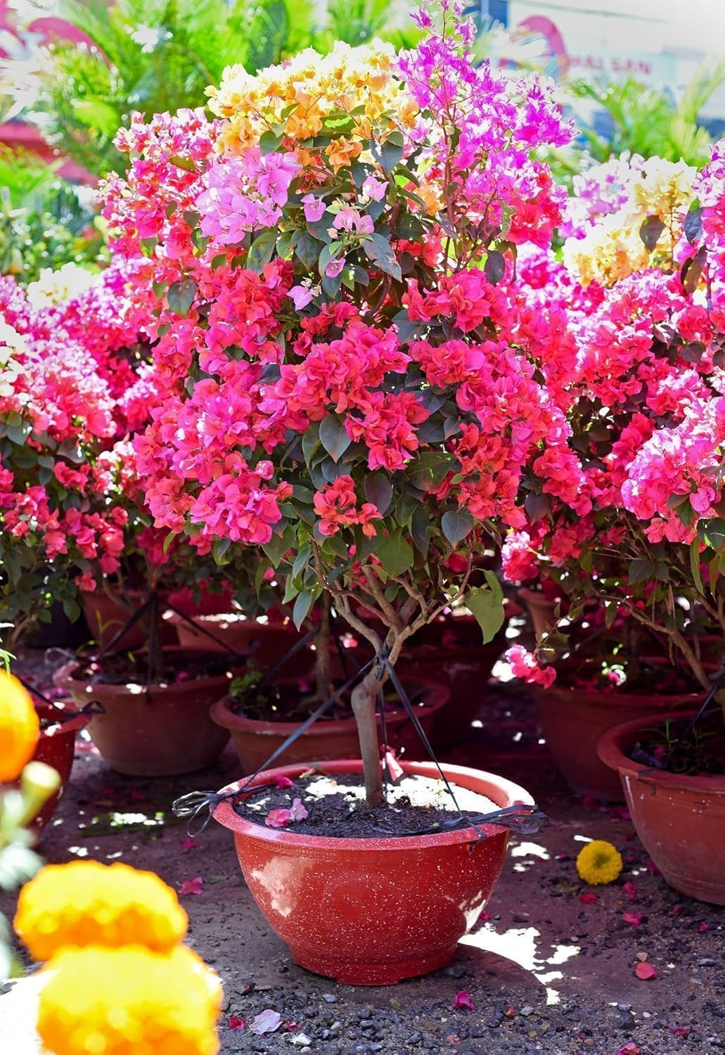 Grafted Multi-Colour Bougainvillea Live Bonsai Tree, 4-5 Colours, Indoor & Outdoor Plant