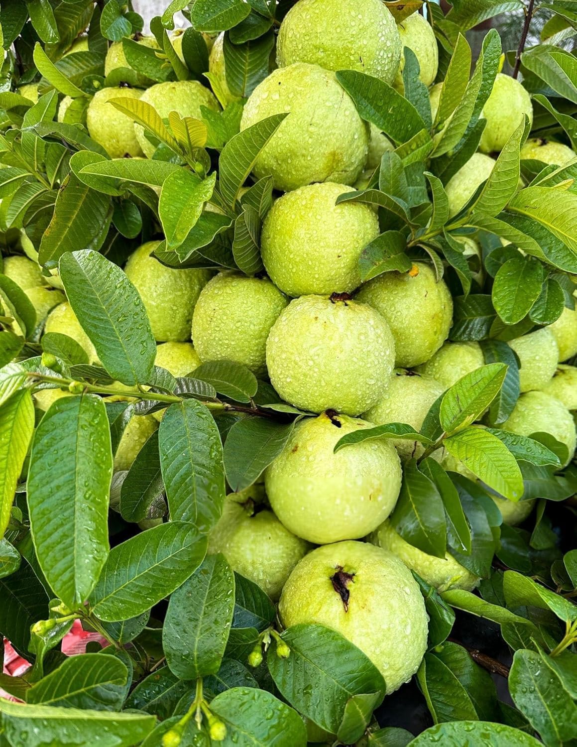 XC High Yield Hybrid All Seasons Guava Fruit Tree Live Plant for Home Kitchen Terrace Garden Amrood Ka Podha Amrud Phal Ka Paudha Outdoor