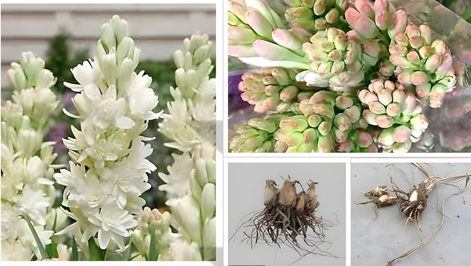 Tuberose Rajanigandha Double Petal Flower Plant Bulbs, Hybrid All Season Variety, Pack of 10