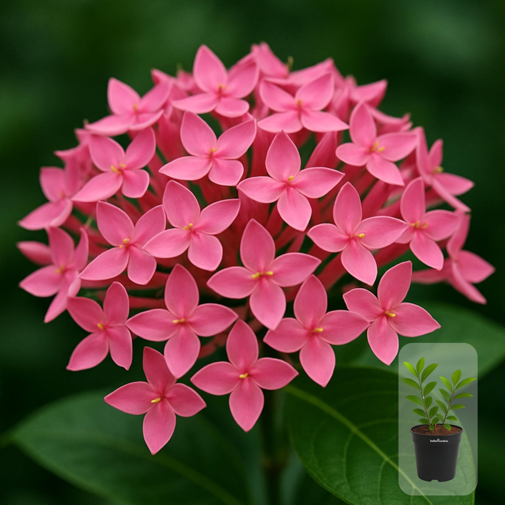 Indian Gardens - Ixora Mini Coccinea Red | Jungle geranium | Flame of the woods | Jungle flame | pendkuli live plant Outdoor Plant with 4 Inch Pot