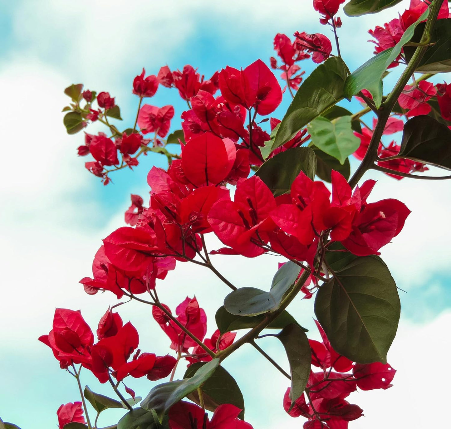 Bougainvillea Bonsai Dwarf Live Plant for Landscaping (Pack of 1) - Seeds Ville