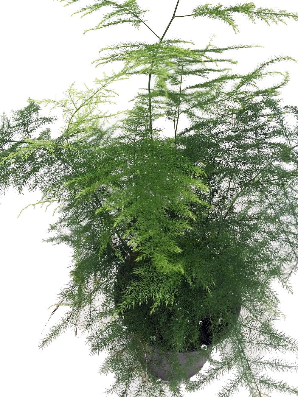 The Four Seasons Asparagus Lace Fern Leaf | Setaceus Plumosus Asparagus Fern | Rare Natural Live Plant in Pot