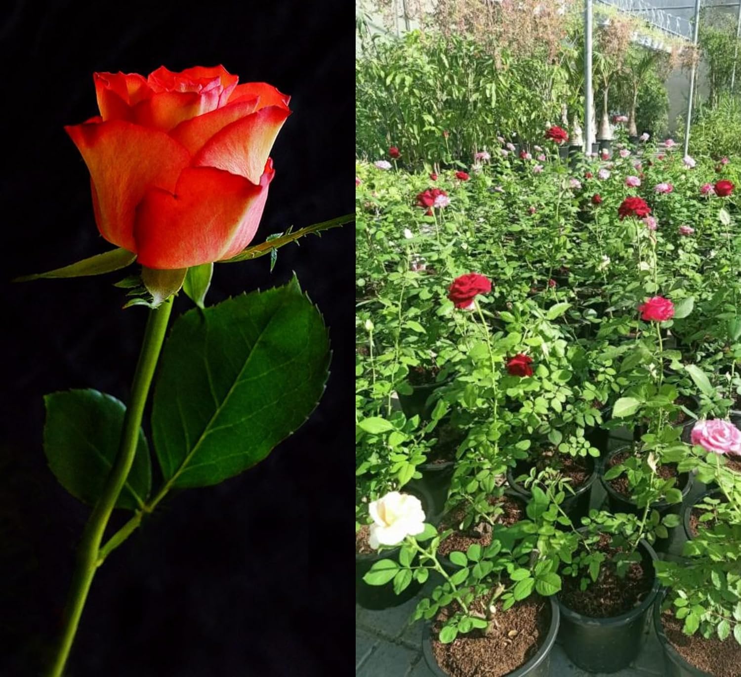 DEJESQOO (Cambo-4) Live rose flower plant Bears Flowers in 6 Months, Multicolour Great for Backyard Growing – Featuring Live Plant Varieties Rose Flower Plant for Home & Garden