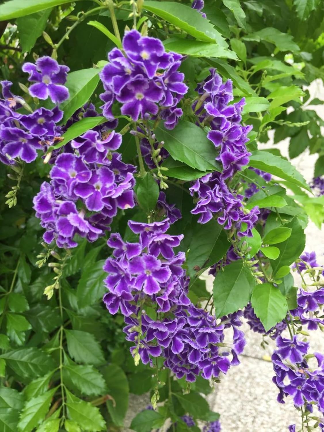 Seeds Ville Duranta Pretty Purple Shower Live Flowering Plant