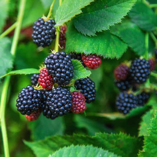 25+ SEEDS- Organic Jumbo Thornless Blackberry Seeds For Planting Home Garden- Pre-Stratified