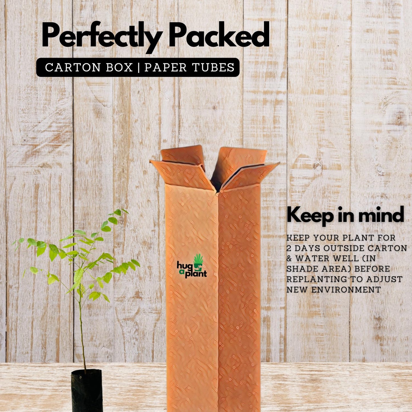 Hug A Plant | Star Gooseberry/Arinelli Fruit Live Plant (Home & Garden)