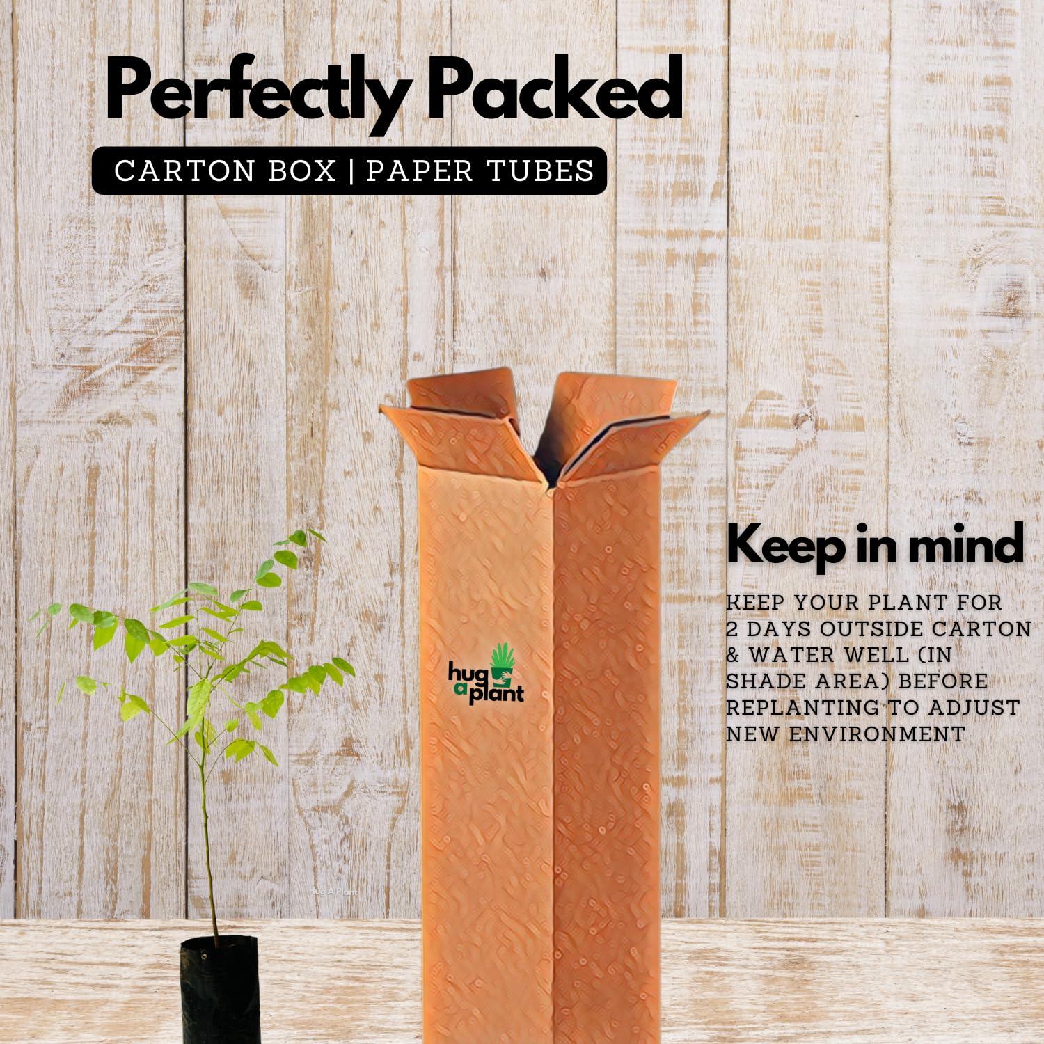 Hug A Plant | Star Gooseberry/Arinelli Fruit Live Plant (Home & Garden)