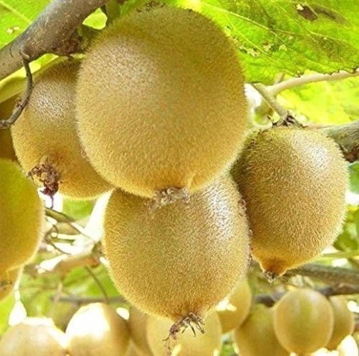 Guruji Plantation Live Kiwi Plant Exotic Climbing Fruit Vine with Sweet & Tangy Kiwis | Easy to Grow & Nutrient-Rich (1)