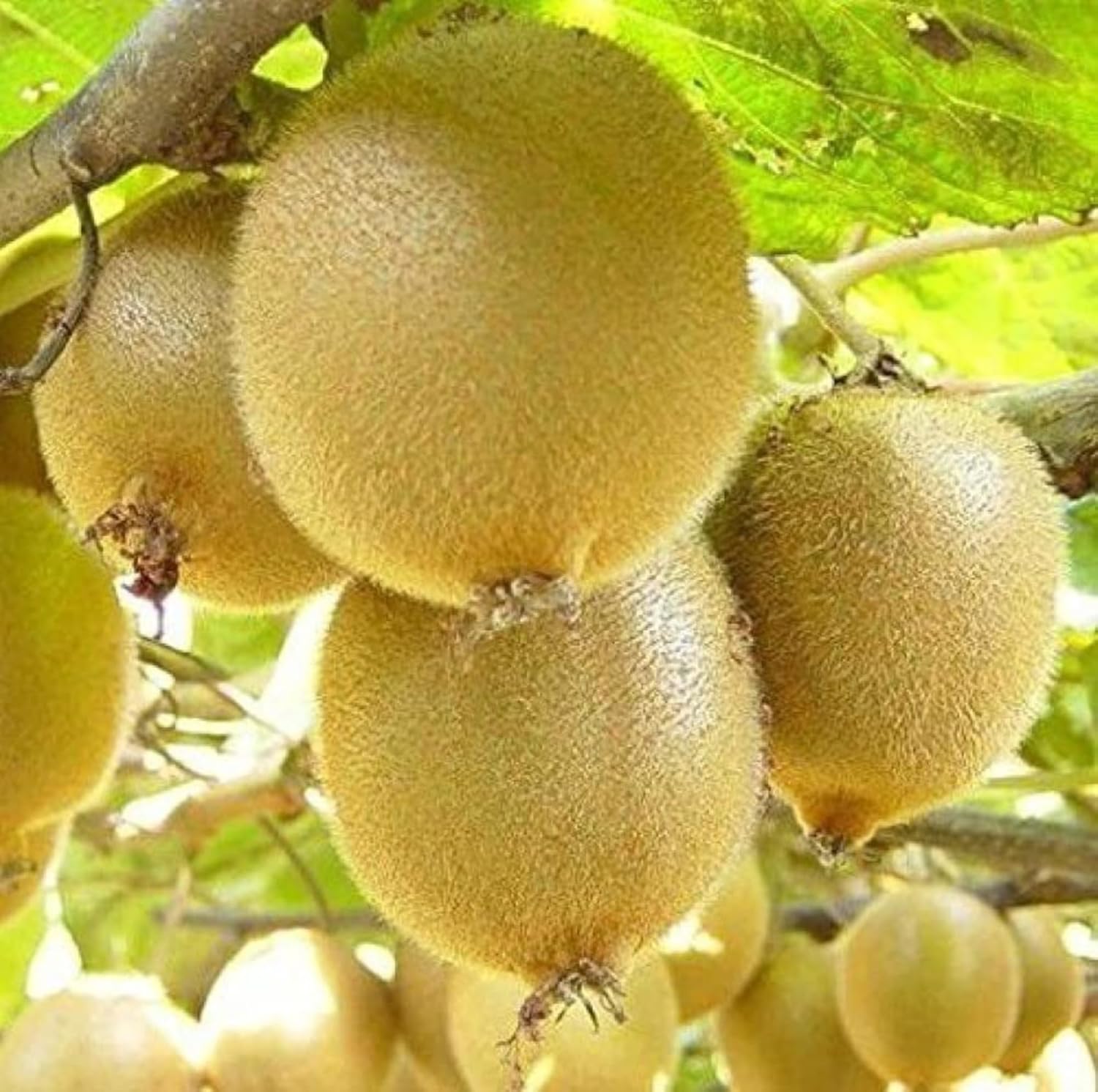 Guruji Plantation Live Kiwi Plant Exotic Climbing Fruit Vine with Sweet & Tangy Kiwis | Easy to Grow & Nutrient-Rich (1)