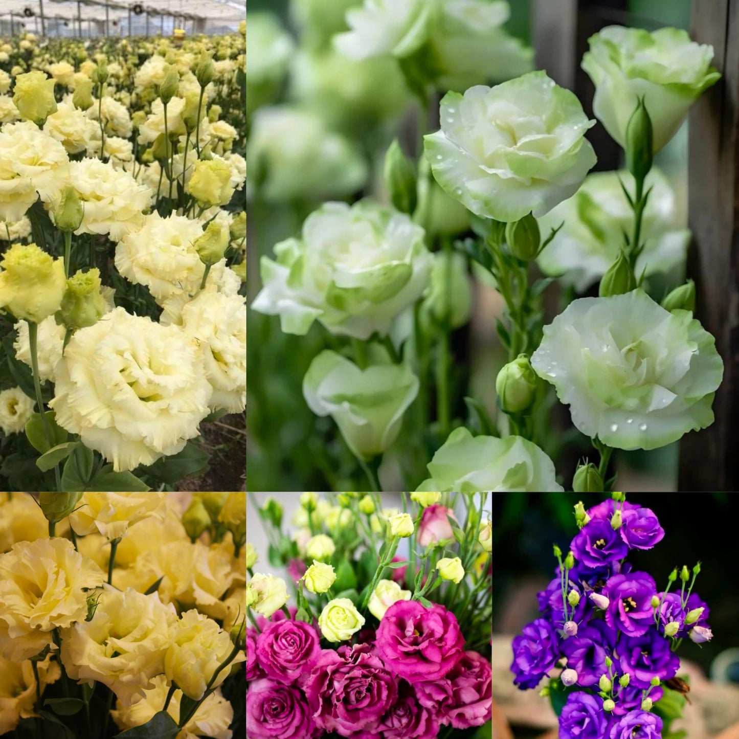Radha Krishna Agriculture® Imported Lisianthus Flower Seeds for Home and Kitchen Gardening Pack of 100 seeds (MULTISHADE)