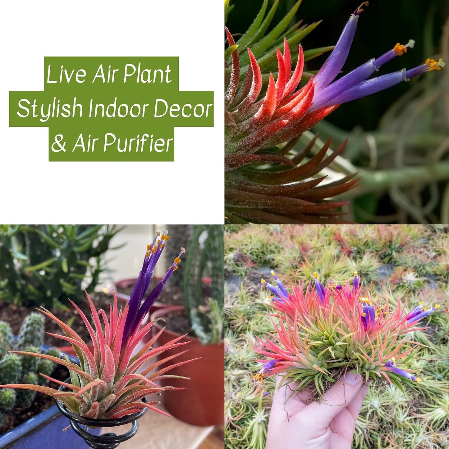 Seeds Ville Tillandsia Ionantha Mexico Air Plant Hardy Indoor Outdoor