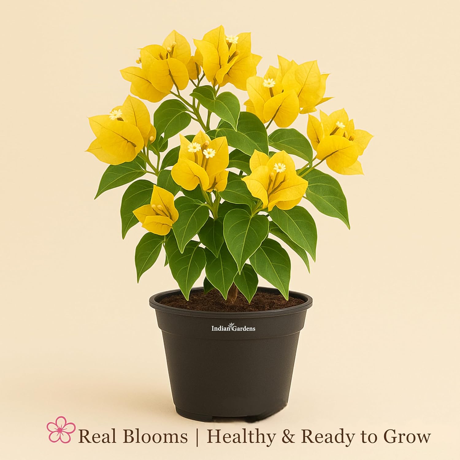 Indian Gardens - Bougainvillea Glabra live plant | Indoor & Outdoor Plant | Nyctaginaceae | Paper Flower (Yellow, 6" Terracotta)