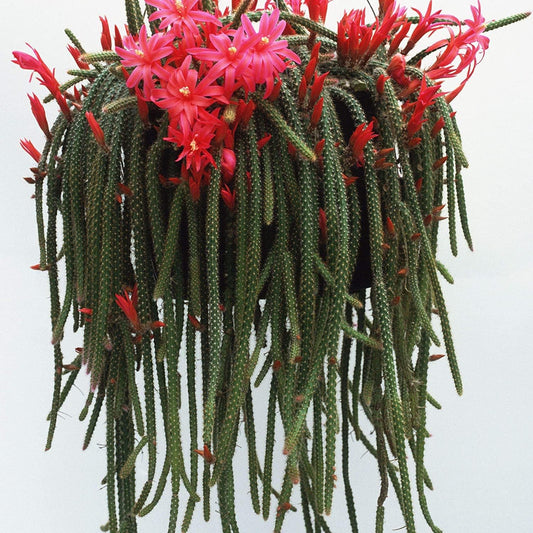 35 Seeds- Rat Tail Cactus Seeds - Grow Indoor & Outdoor - All Season