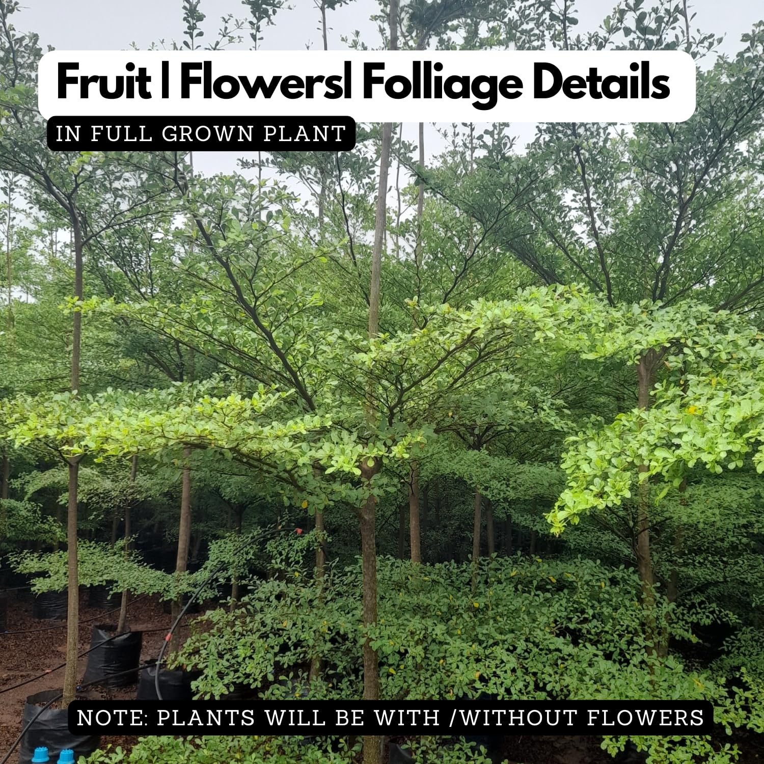 Hug A Plant |Terminalia Green Ornamental Live Plant (Home & Garden)