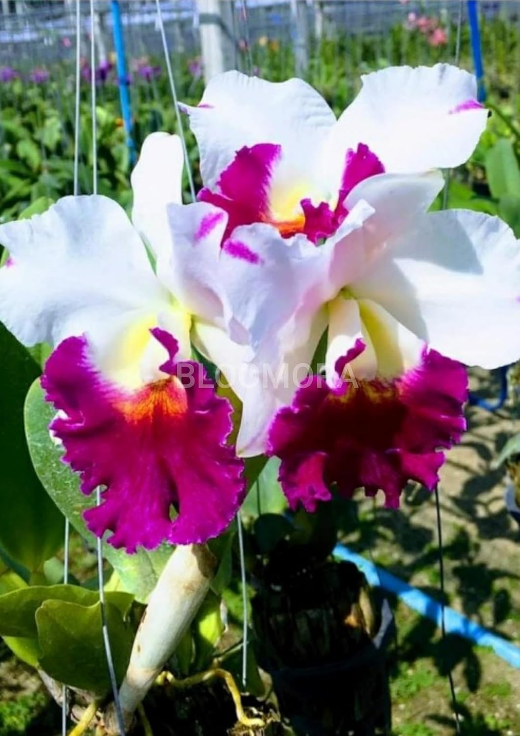 Seeds Ville White Pink Dendrobium Orchid Live Plant Pack of 1