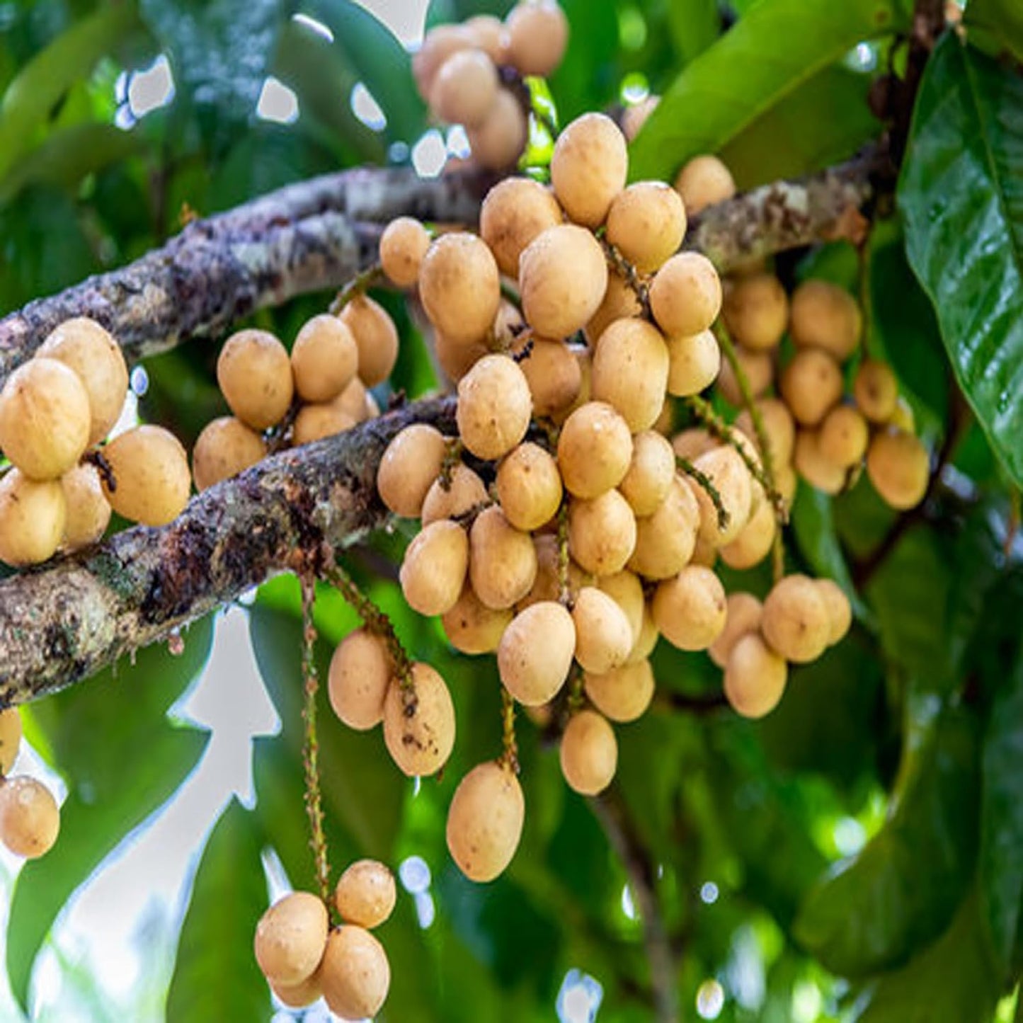 Lotkon Kafai Mooti Fruit Live Plant (1.5-3 Feet Height)