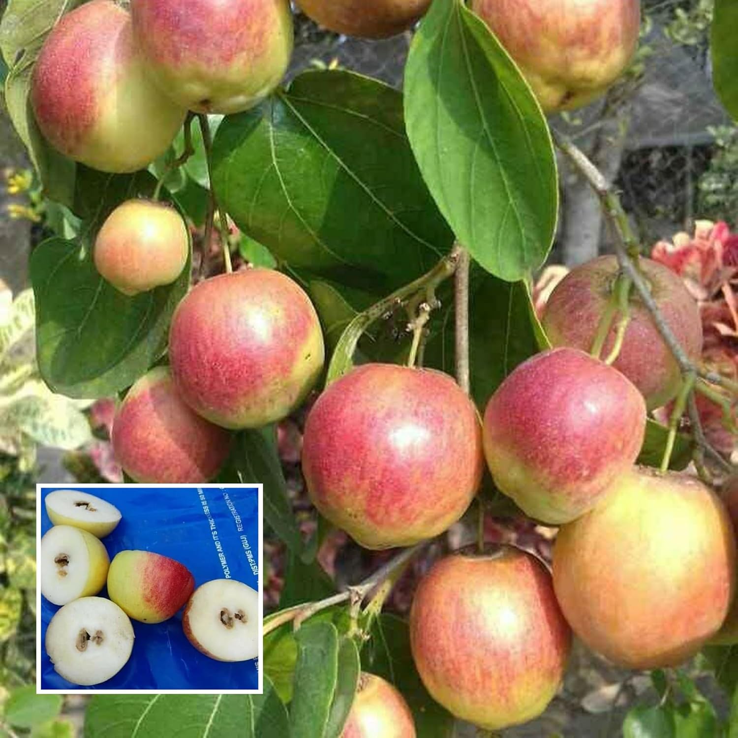 Seedless Apple Ber Jujube Kul Grafted Fruit Live Plant (1-2 Feet Height)