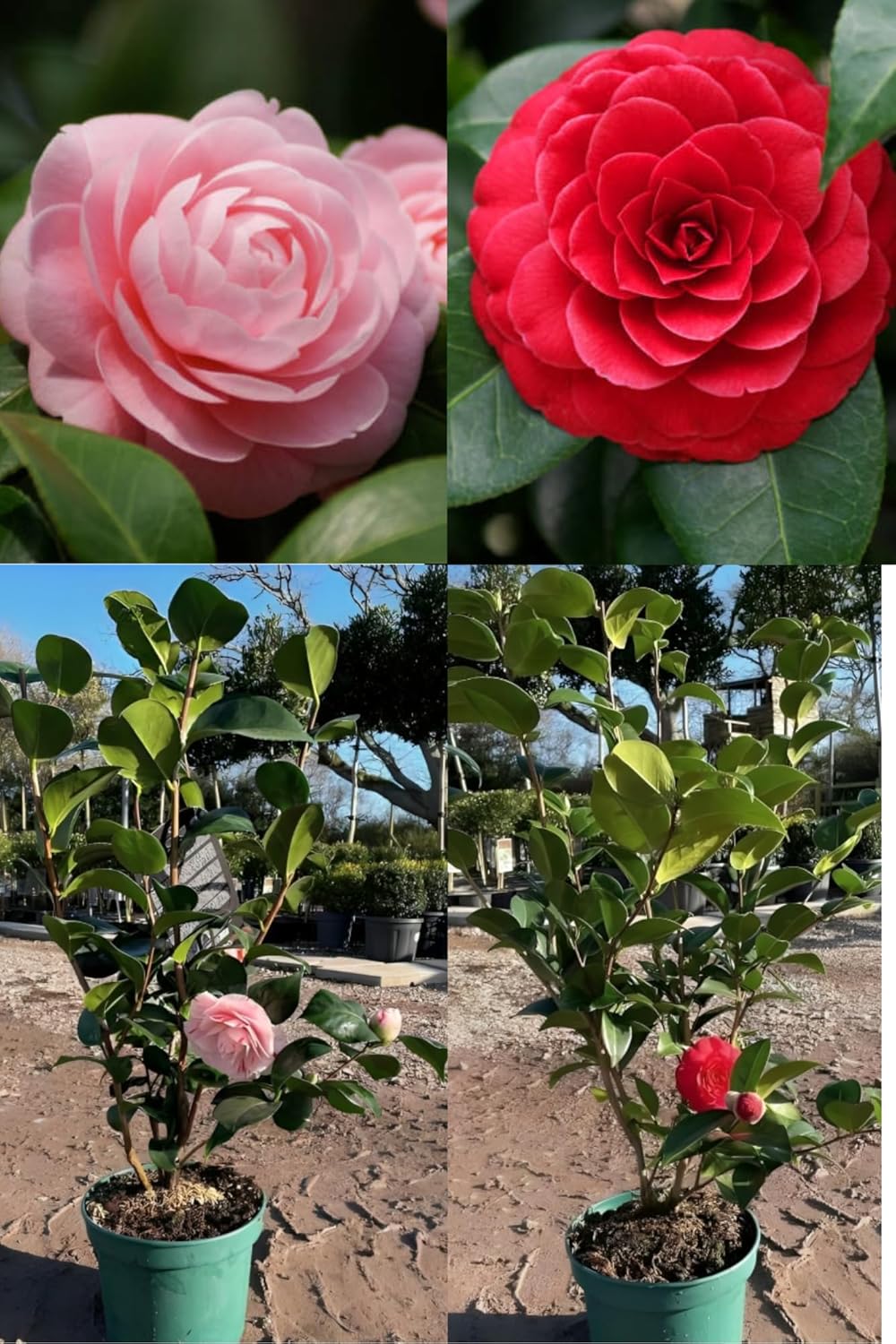Zxxyanbi Live Rare (Combo-2) Camellia Red+Pink Perfection flower Live Plant Rare Hybrid (Height 1.5-2 Feet) Original Rare Live Flower Plant for Home Garden Balcony Bush Indoor Outdoor Shrubs Tree - Seeds Ville