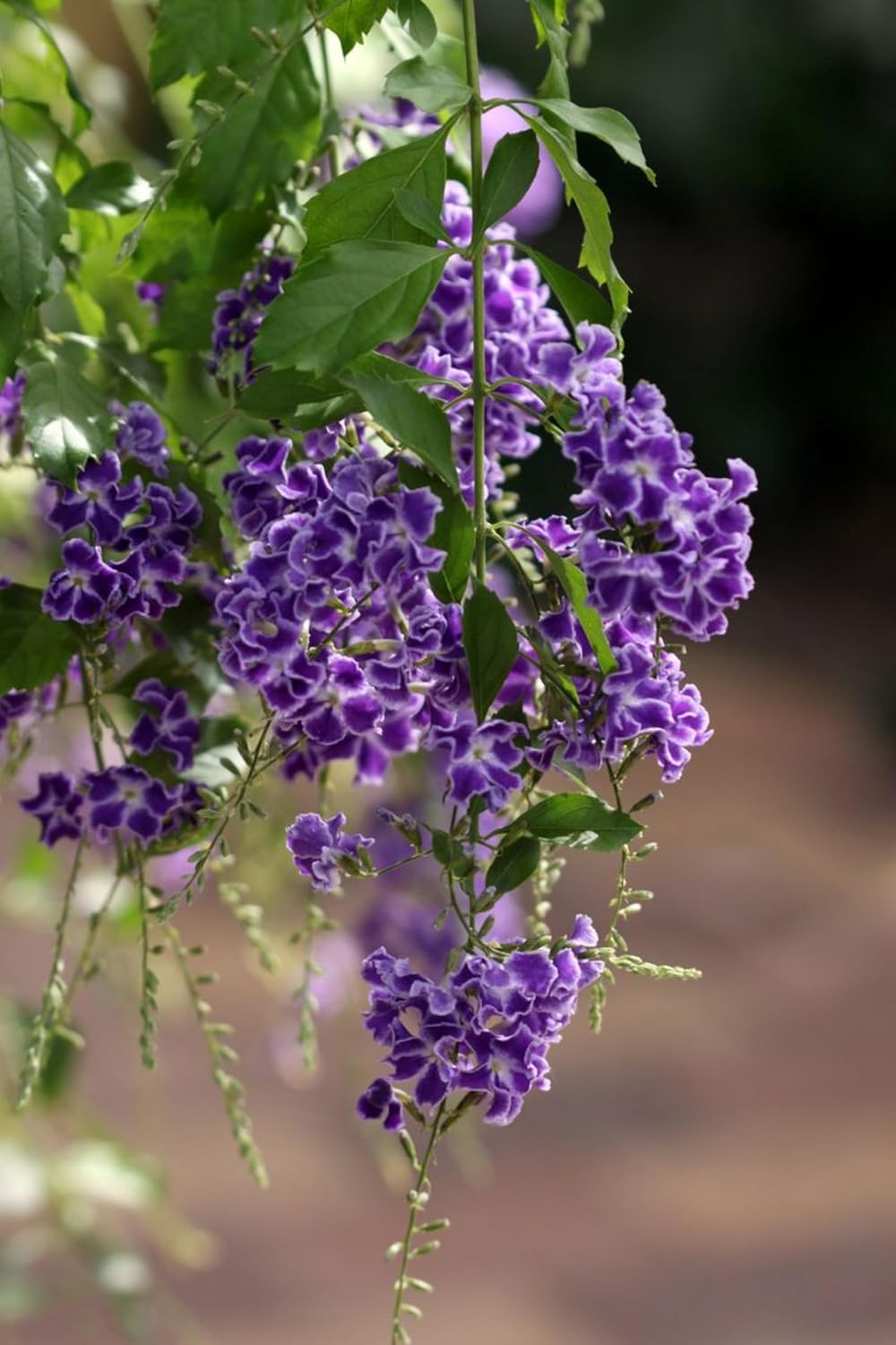 Seeds Ville Duranta Pretty Purple Shower Live Flowering Plant
