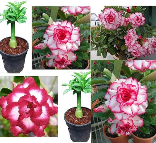 Adenium Desert Rose Live Plant – All Time Air Layered Tree | Adenium Plant Live with Red Rose Flower | Desert Rose Indoor Outdoor Plant | Flowers in 2–3 Years