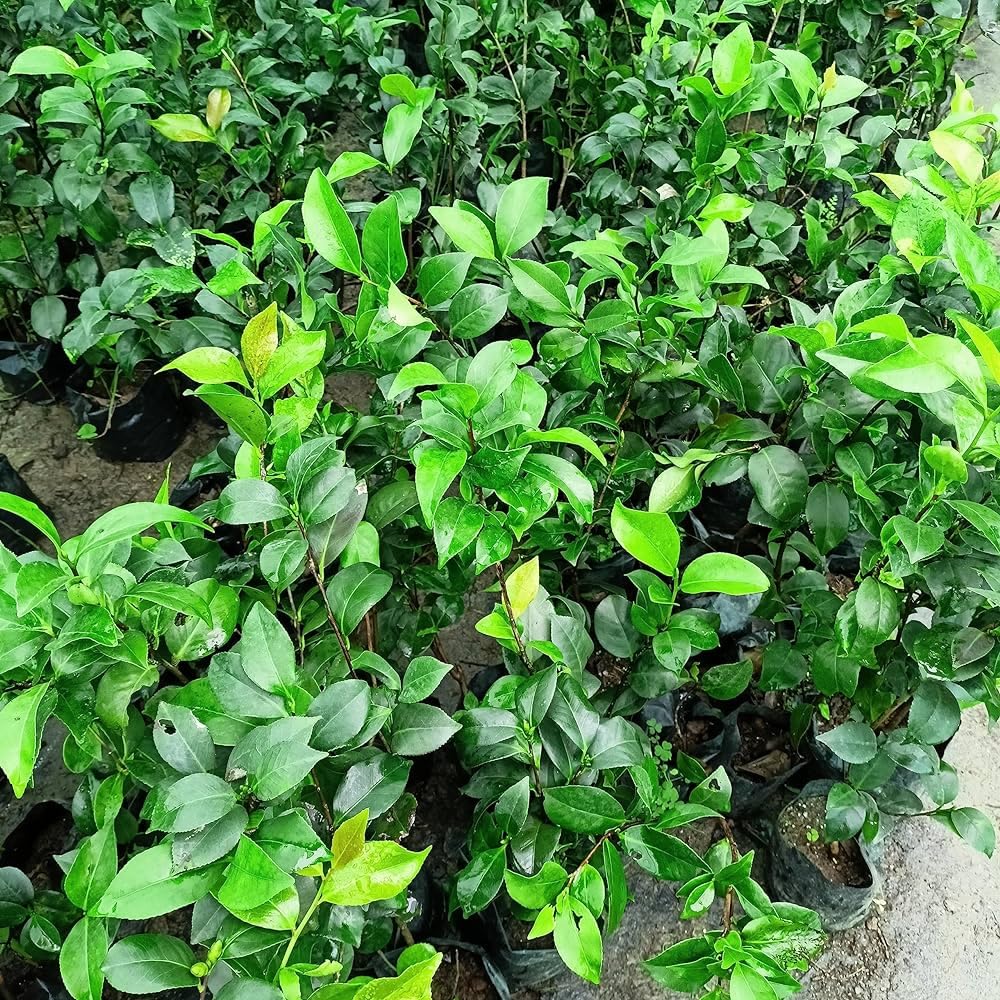 Yellow Camellia Magic Shi Shi flower plant Rare Hybrid 1.5 Feet to 2 Feet Tree - Seeds Ville