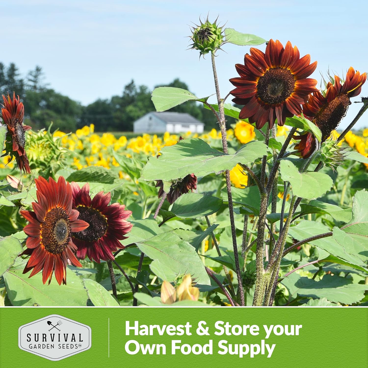 chocolate sunflower seeds to plant 50+ SEEDS- Chocolate Cherry Sunflower Seed for Planting