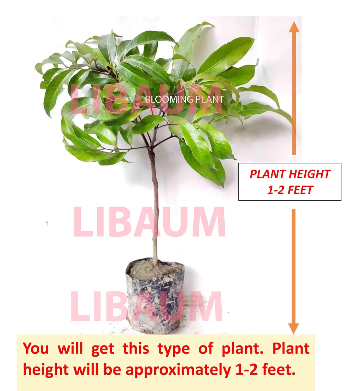Muzaffarpur Shahi Litchi Fruit Live Plant | Lichi | Lychee | Lichu | Air Layered - Hybrid | High-Yield - Sweet Fruiting Tree For Home Garden (1-2 Feet Height 1 Leechi Plant in Poly Bag)