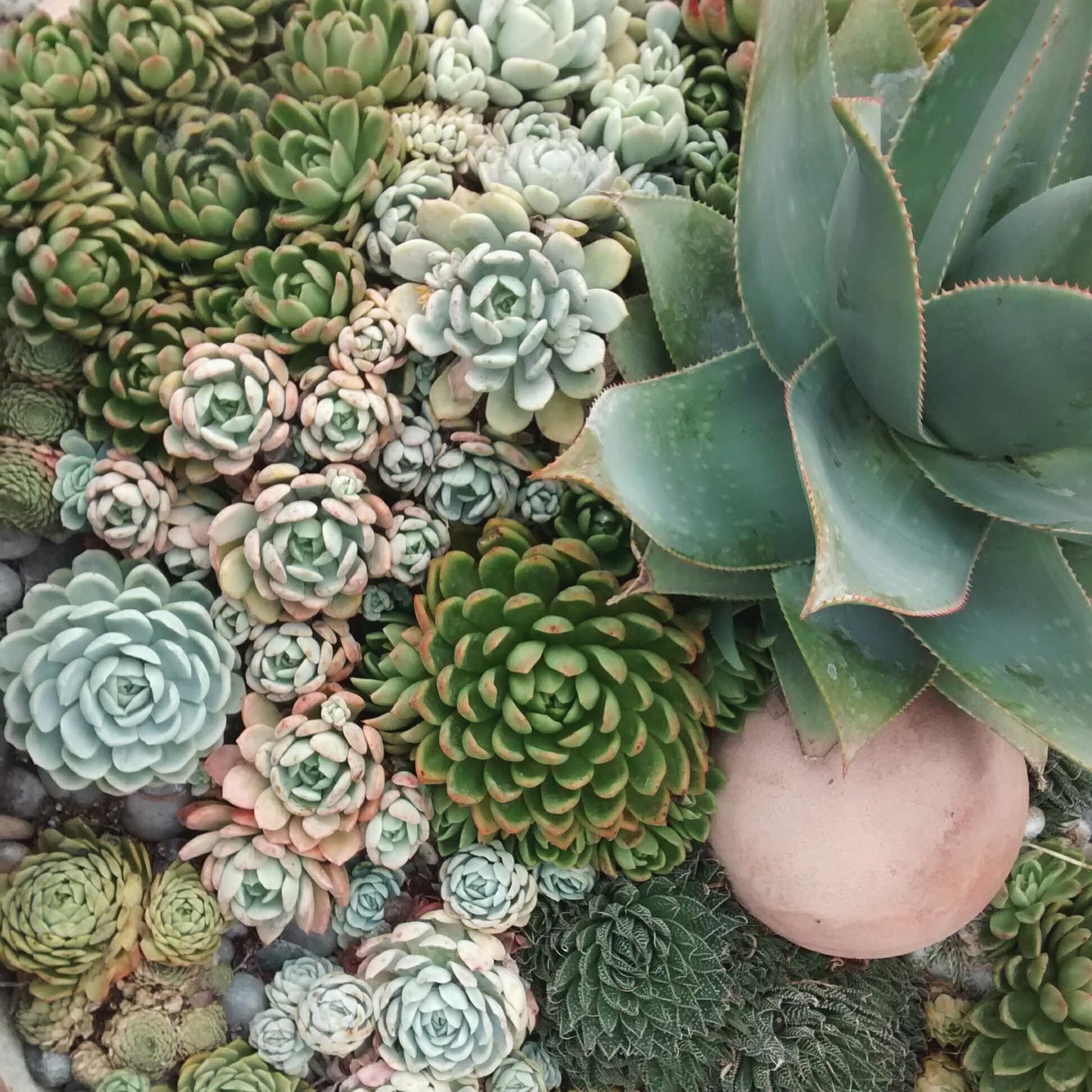 Indoor Cactus Succulent Seeds Pack - 35 Seeds Eco Pack (Rosettes Succulent Seeds)