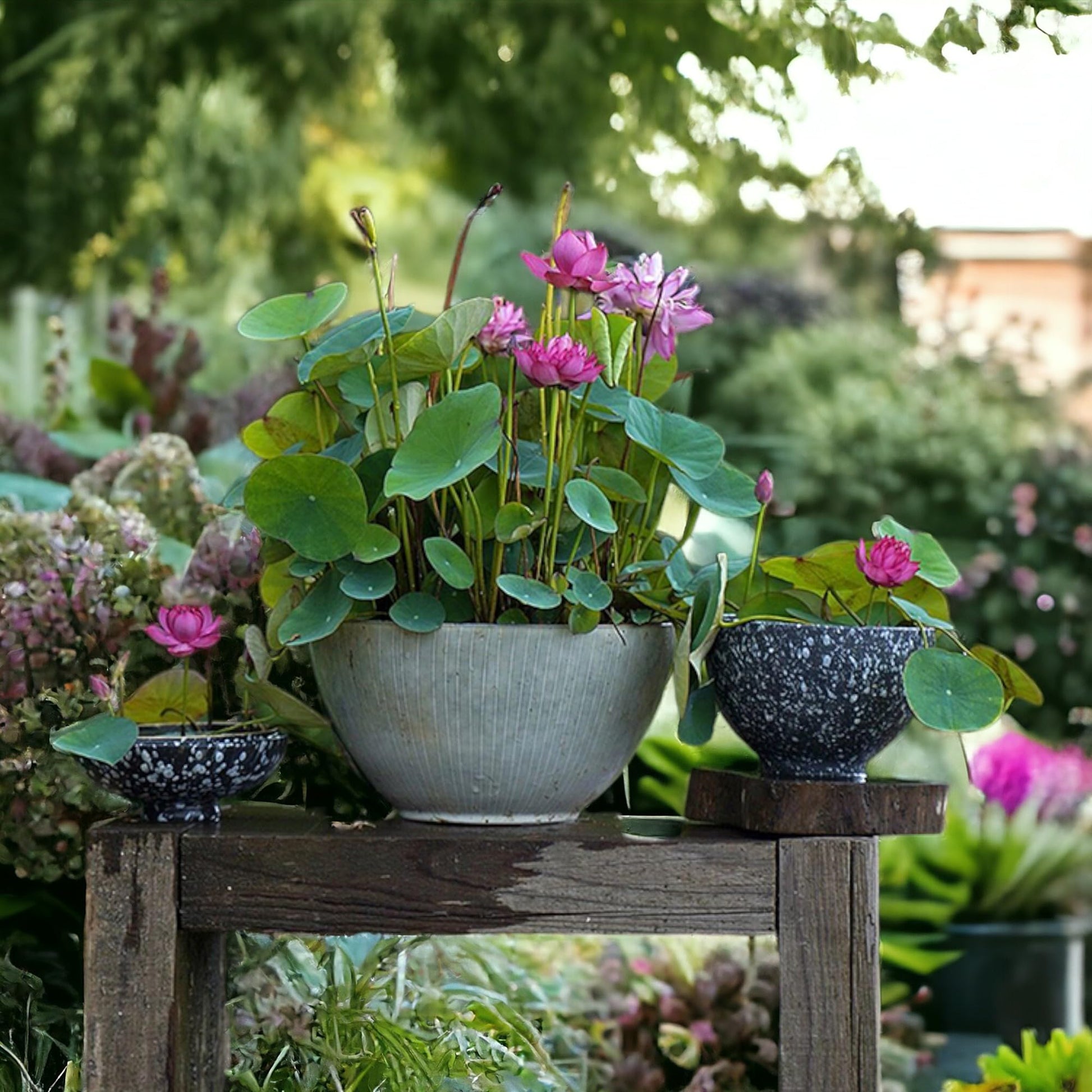 pond plants seeds 50 Seeds Mixed Pink, Red & Green Color Bowl Lotus Seeds for Planting B – Seeds Ville