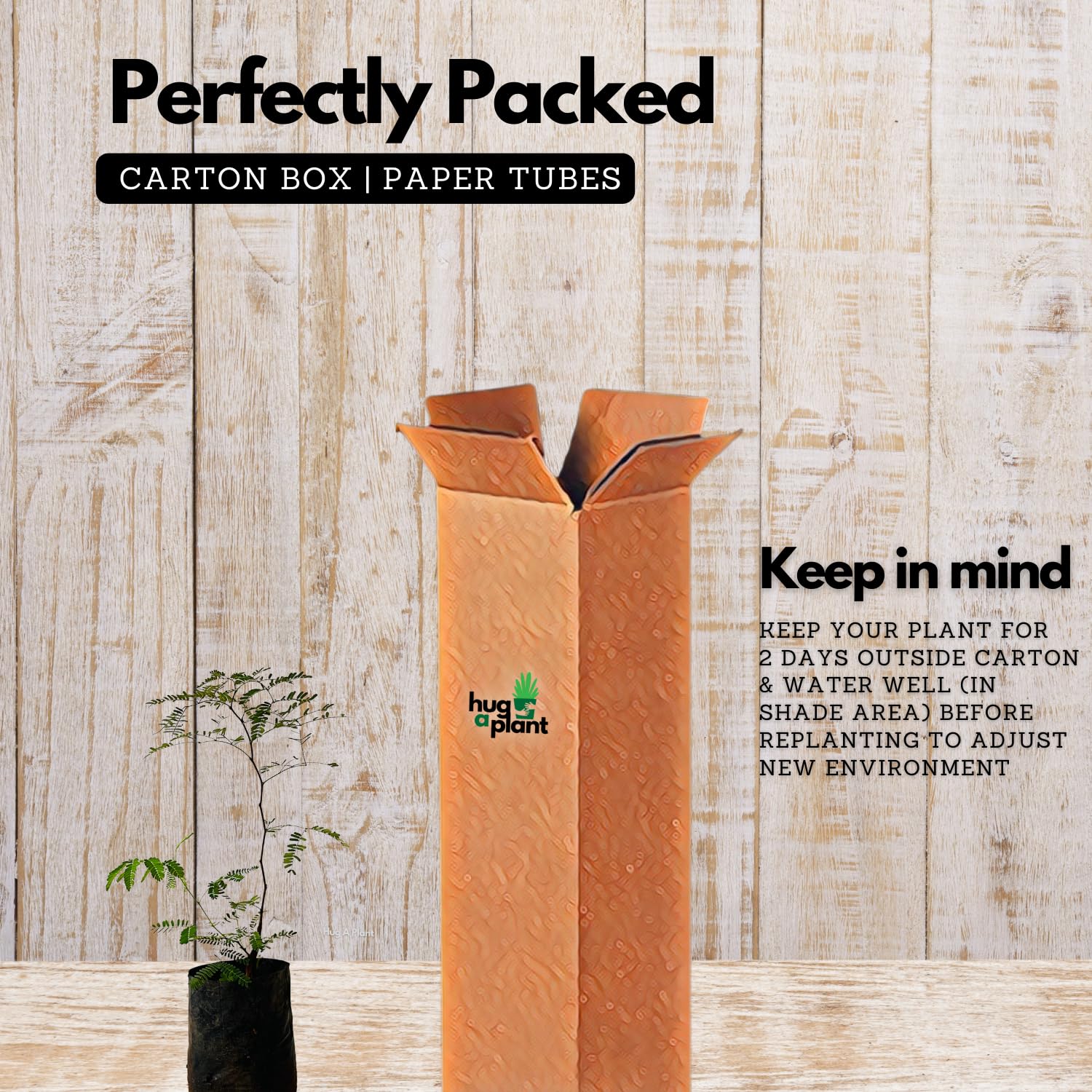 Hug A Plant | Karingali, Cutch Tree, Black Catechu, Black Cutch (Acacia Catechu) Medicinal Live Plant (Home & Garden)