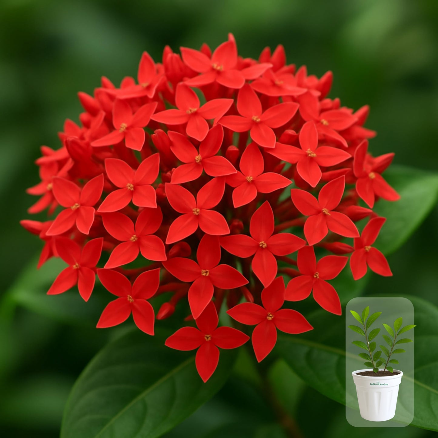 Indian Gardens - Ixora Mini Coccinea Red | Jungle geranium | Flame of the woods | Jungle flame | pendkuli live plant Outdoor Plant with 4 Inch Pot