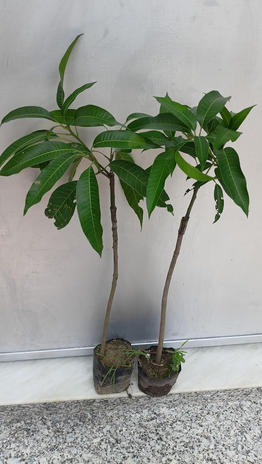 Purple Japanese Miyazaki Mango Plant Original Grafted Fruit Tree Height 1.5-3 Feet Plant Hybrid Plant Fruit In Just 2-3 Years Perfect For Home Gardens Mango Tree Taiyo No Tamago Eggs Of Sun