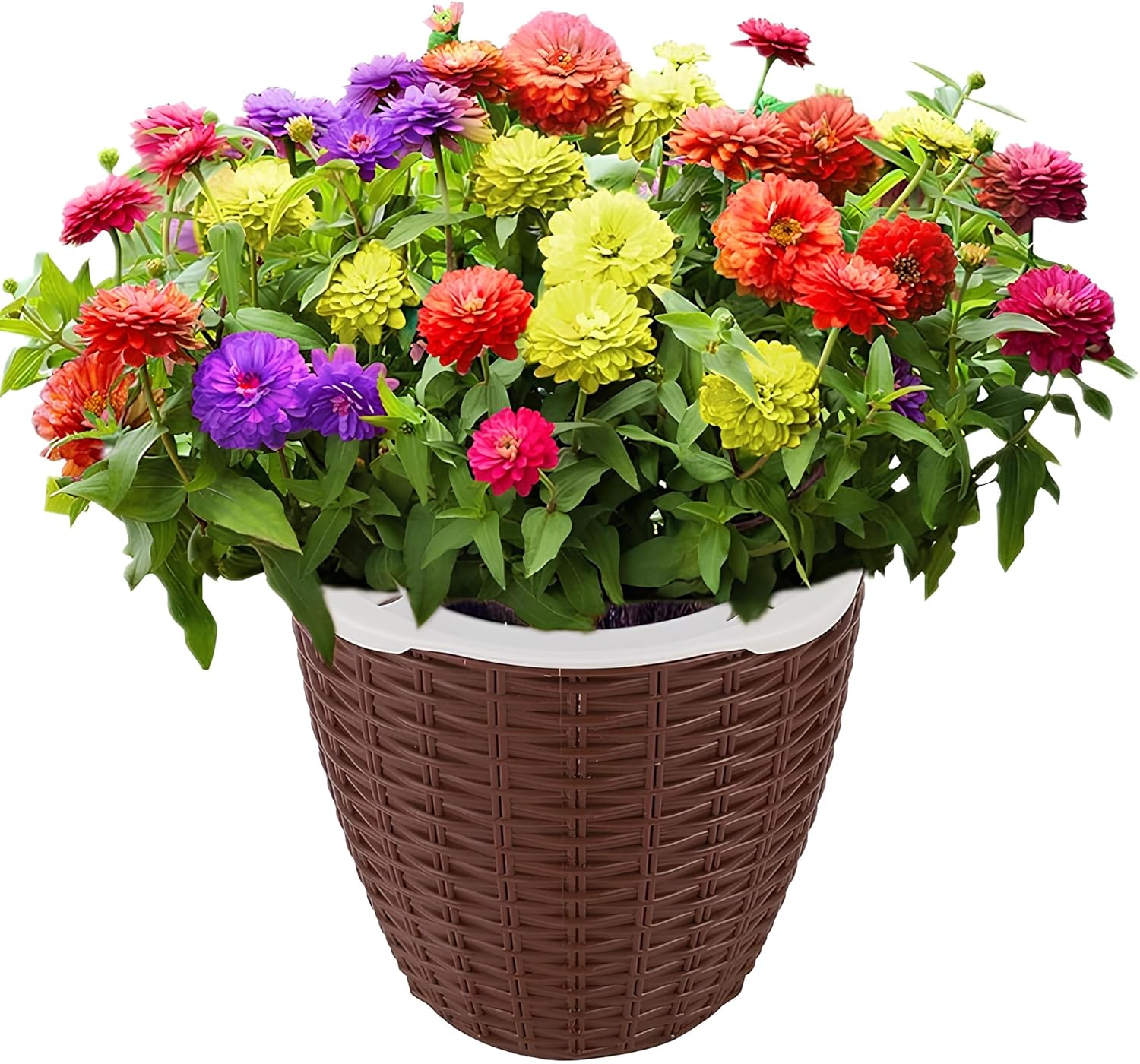 Dwarf Zinnia Mix Flower Seeds - 35 Seeds Pack, Easy to Grow & Care, Year-Round Blooming - Seeds Ville