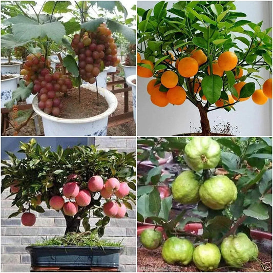 Hybrid Dwarf Fruit Seeds Combo Pack Apple, Grape, Guava, Orange 5 Seeds Each- Grow Indoor & Outdoor - Seeds Ville