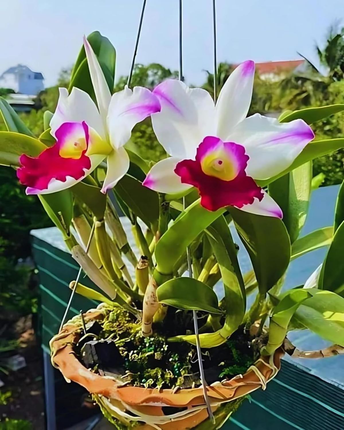Seeds Ville White Pink Dendrobium Orchid Live Plant Pack of 1