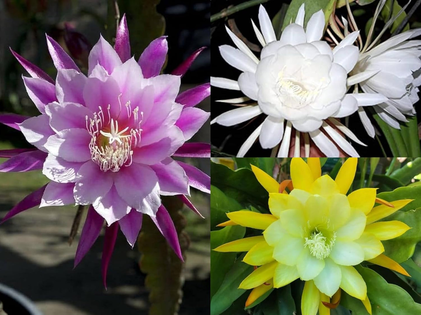 Earth Hopper 50+ Seeds- Auspicious Flower Brahma Kamal Flower Seeds For Home Garden- All Season Flower Seeds- (Mix Colour)
