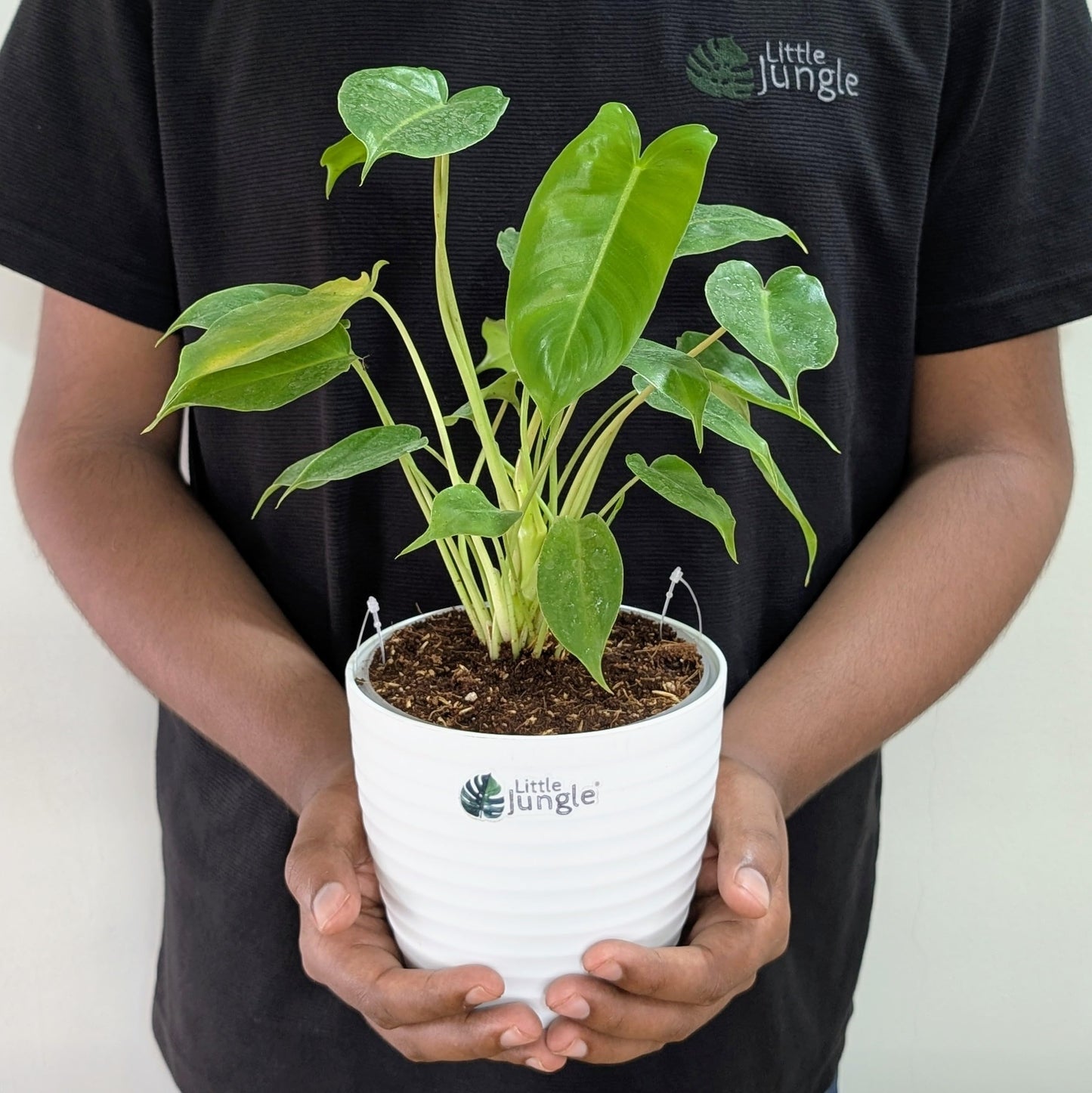 LittleJungle Philodendron Micans - Live Plant with 5.5 Inches White Decor Pot | Indoor Plants For Home | Live Plants Indoor | Air Purifying Plant | Live Plant With Pot For Home Decor |