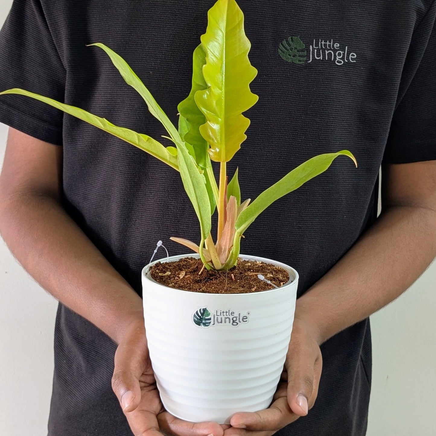 LittleJungle Philodendron Micans - Live Plant with 5.5 Inches White Decor Pot | Indoor Plants For Home | Live Plants Indoor | Air Purifying Plant | Live Plant With Pot For Home Decor |