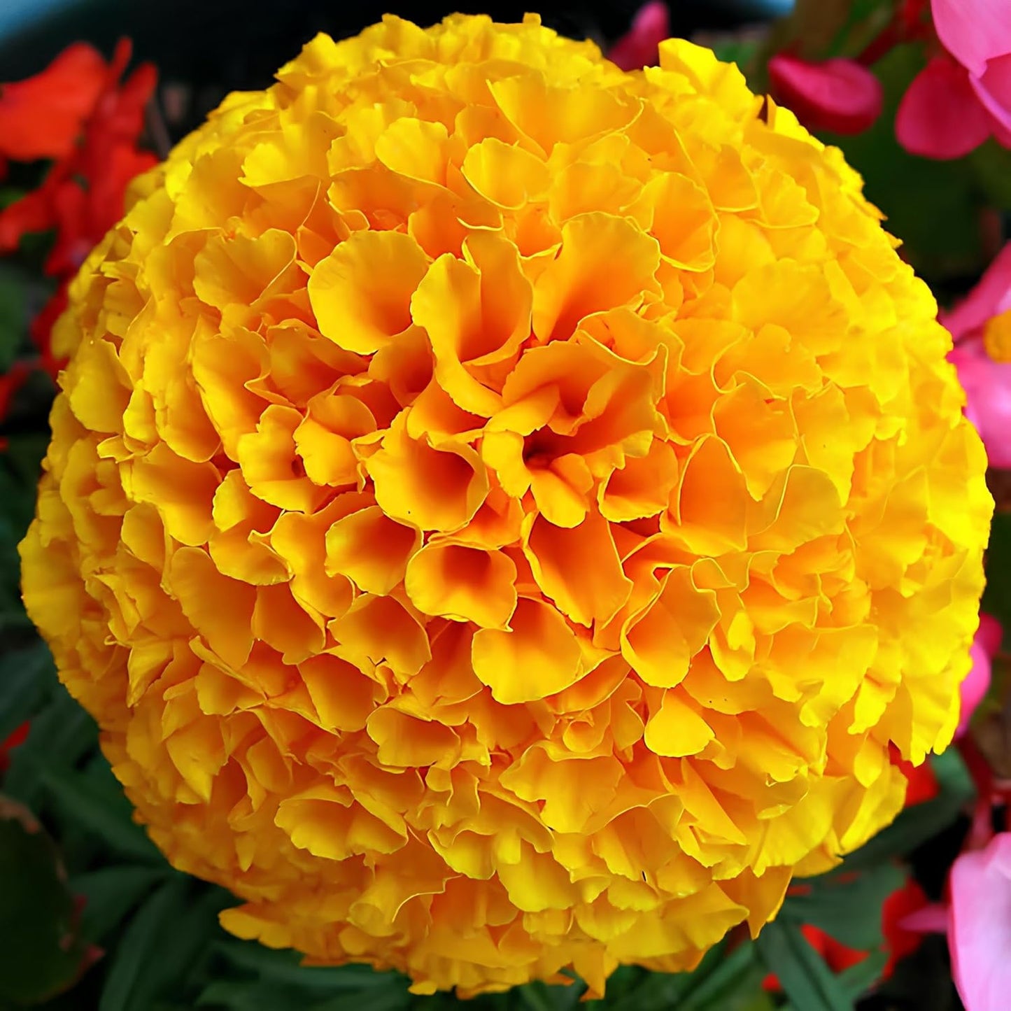 BlimBurn 150+ SEEDS- Marigold African & Marigold F2 White Flower Seeds Combo Pack, 75 Seeds Each - Seeds Ville