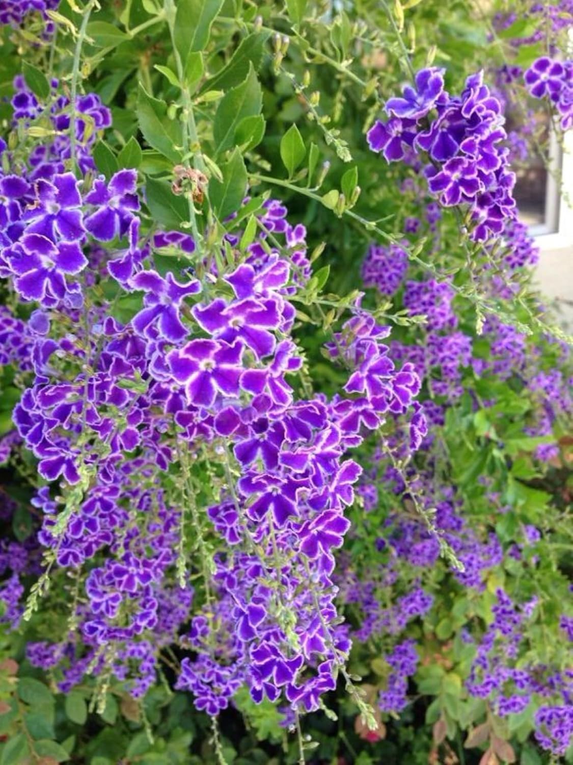 Seeds Ville Duranta Pretty Purple Shower Live Flowering Plant