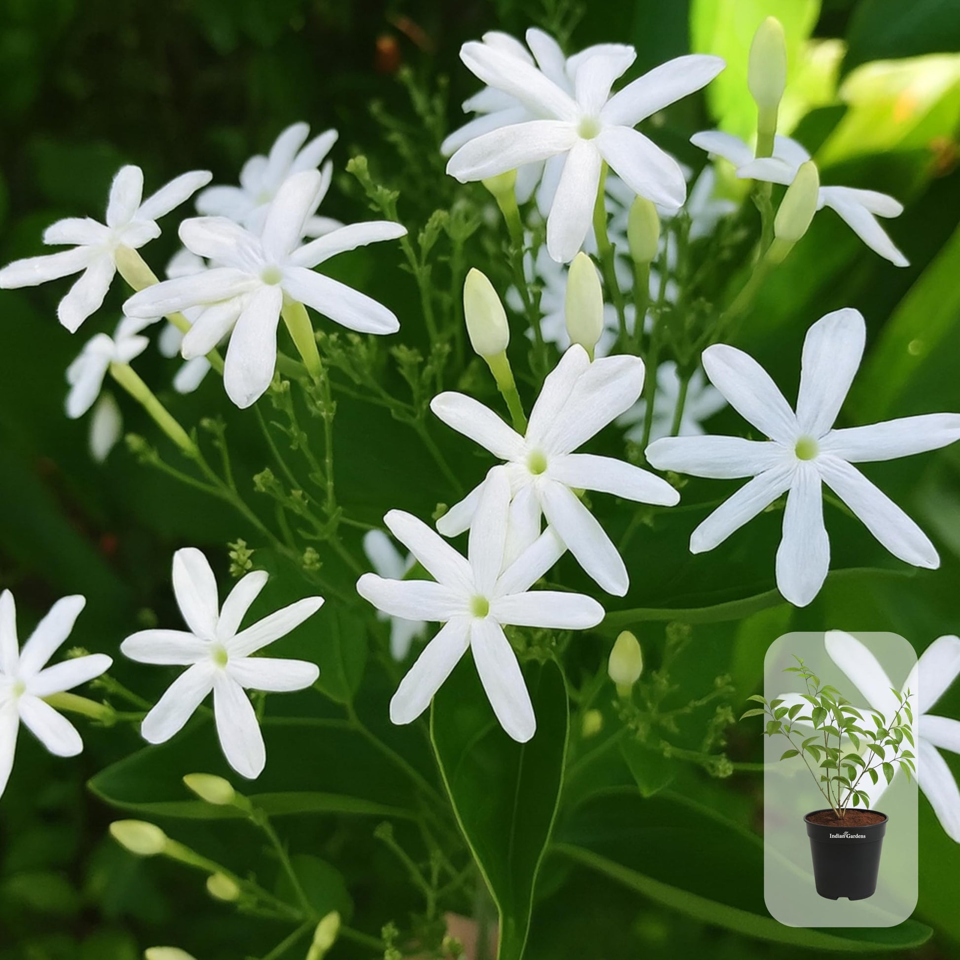 Indian Gardens - 5 Layer/Arabian Jasmine Jasmine live plant | Indoor & Outdoor Plant | sambac White | 4 inch (Min : 2)