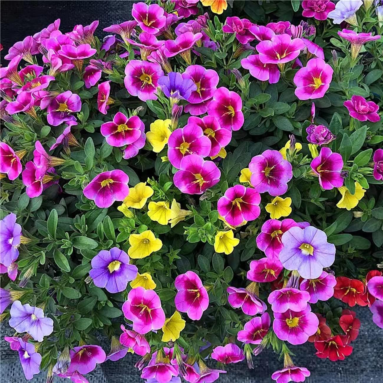 2500+ Petunia Seeds Grandiflora Flowers Mixed Rainbow Color for Planting Home Garden House Plant Flower Seed Mix Color - Seeds Ville