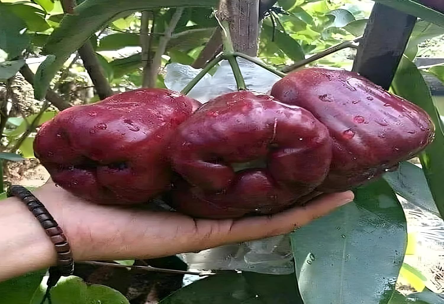 Sweet Red Water Apple Plant Big Size(400-450 GM) Thai Variety Healthy Live Plant Pack of 1 (Fruit After 1 Year)
