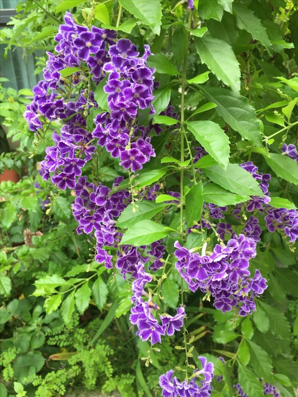 Seeds Ville Duranta Pretty Purple Shower Live Flowering Plant