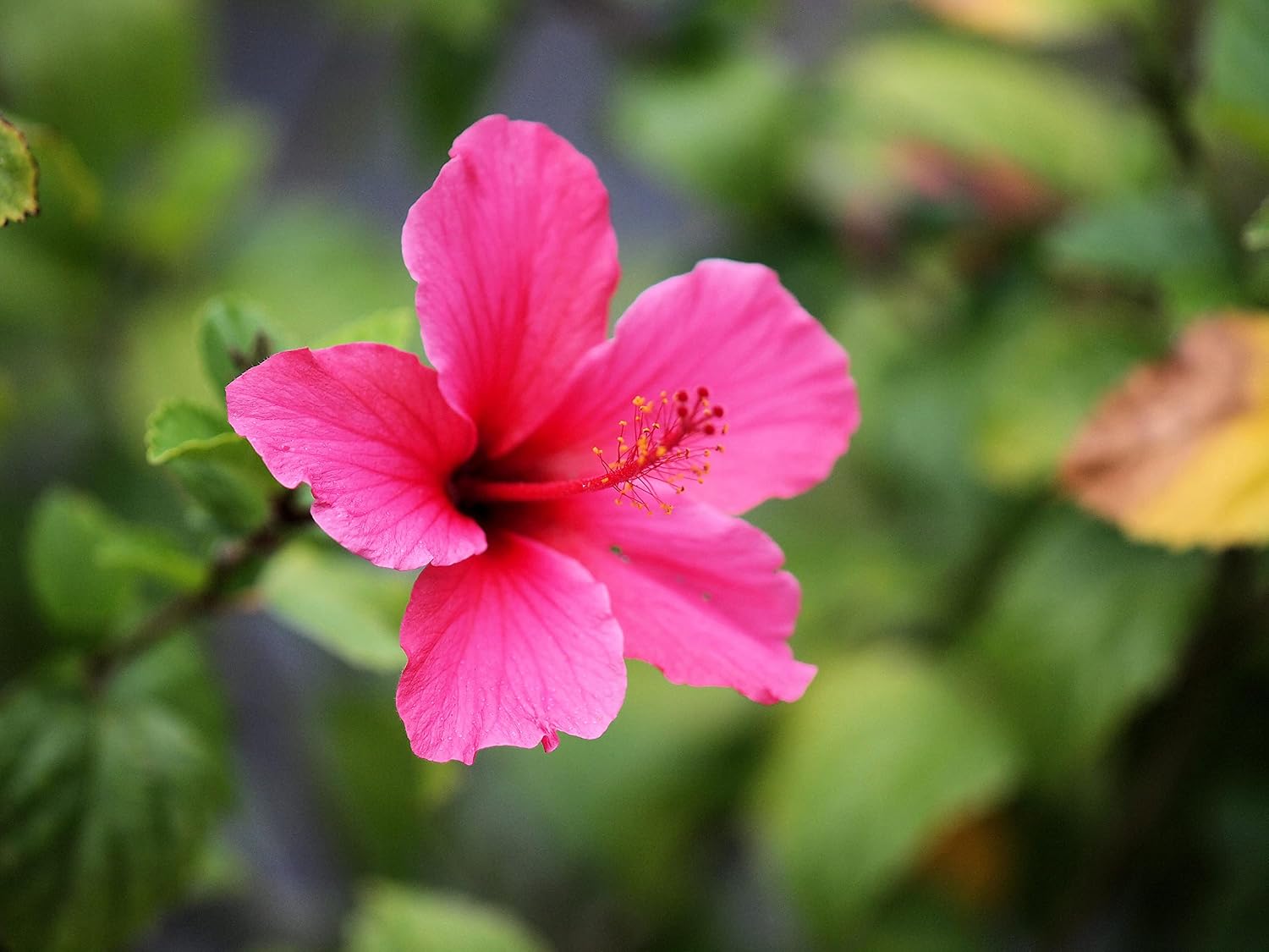 Seeds Ville Hybrid Hibiscus Flower Plant 4 Varieties Pack