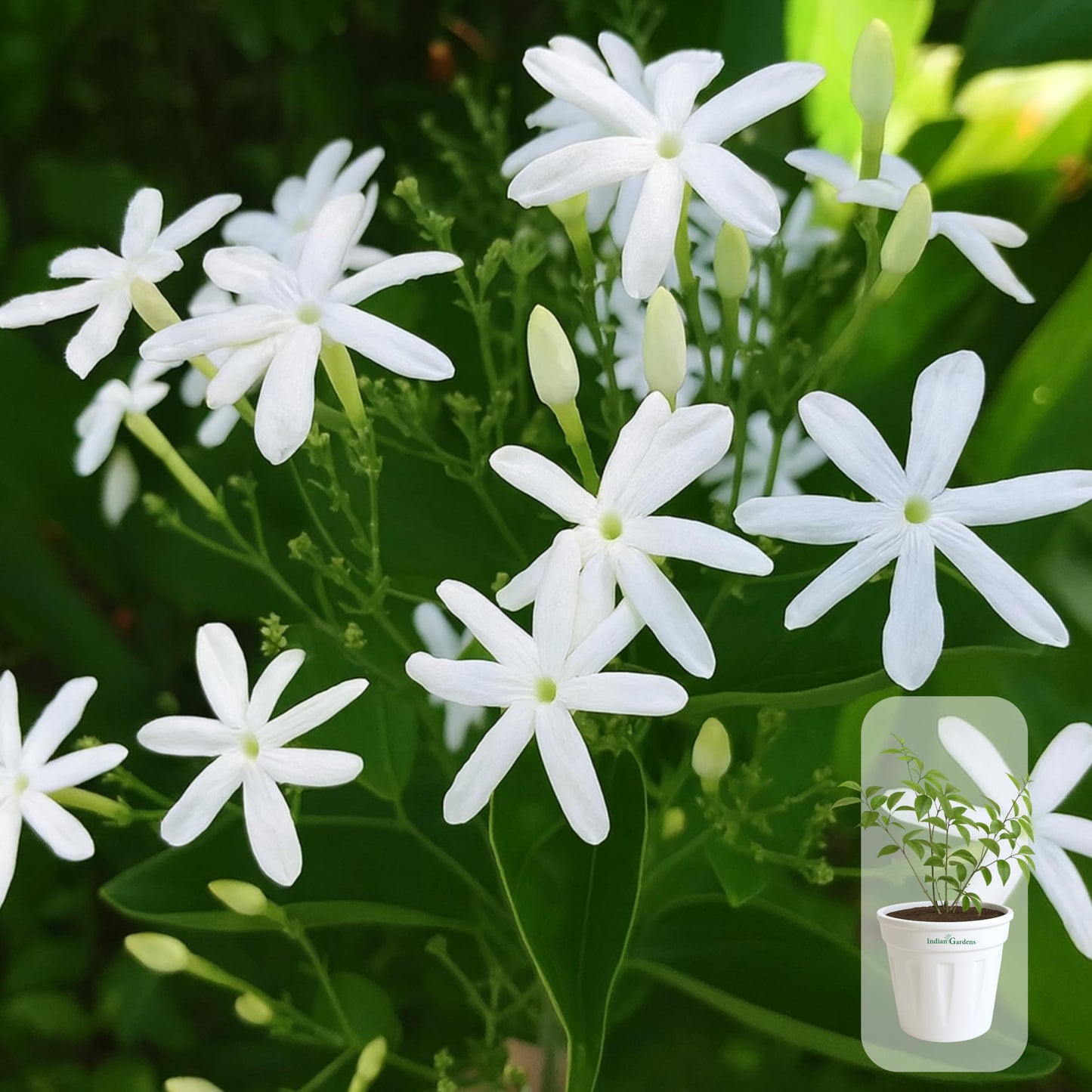 Indian Gardens - 5 Layer/Arabian Jasmine Jasmine live plant | Indoor & Outdoor Plant | sambac White | 4 inch (Min : 2)