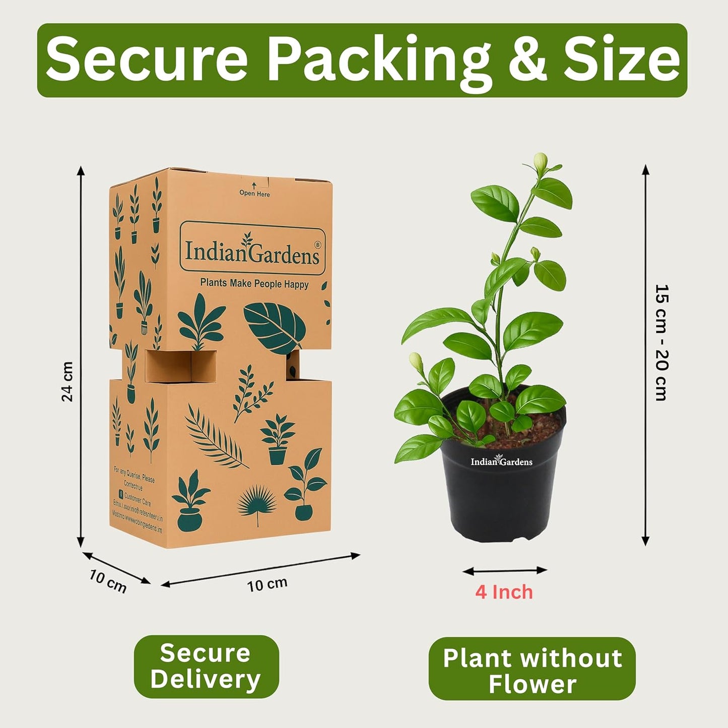 Indian Gardens - 5 Layer/Arabian Jasmine Jasmine live plant | Indoor & Outdoor Plant | sambac White | 4 inch (Min : 2)