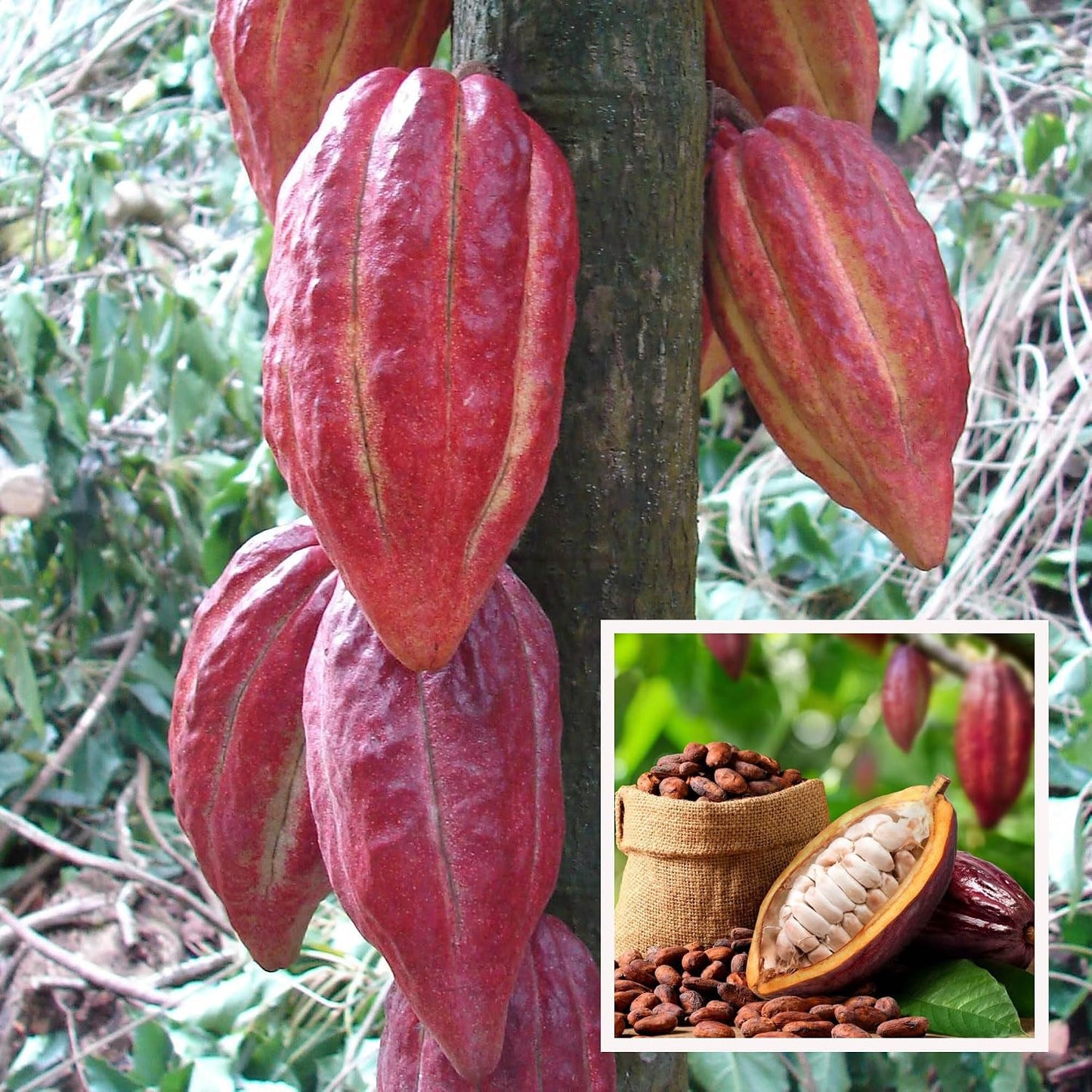 Seeds Ville Cocoa Fruit Live Plant 45-90 cm Tall